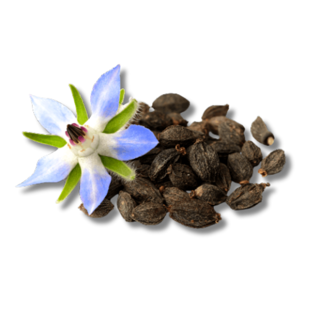 Borage Seed Oil