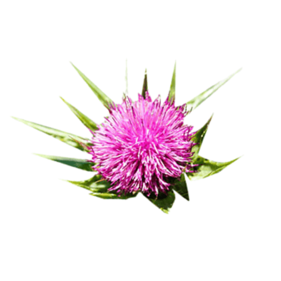 milk thistle